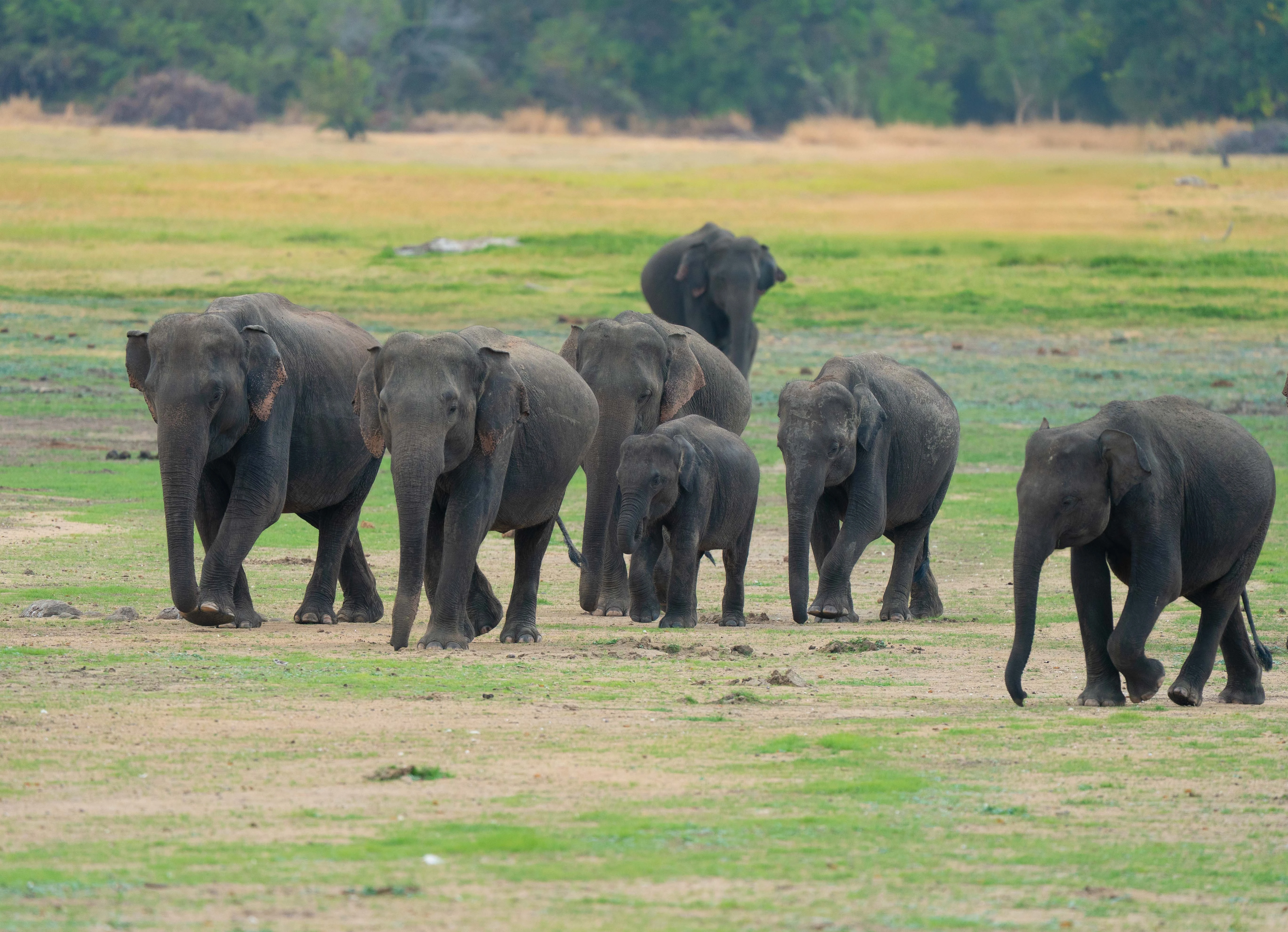 Minneriya National Park Best Safari Jeep Tour photo 2